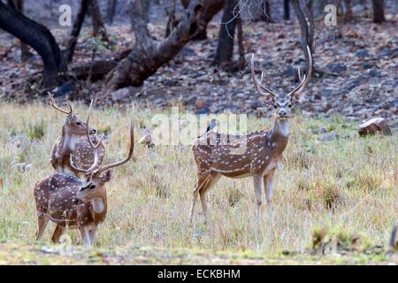 L'Inde, Rajasthan, le parc national de Ranthambore, Chital ou Cheetal ou Chital, cerf cerf tacheté ou Axis axis Axis()et Black Drongo (Dicrurus macrocercus) Banque D'Images