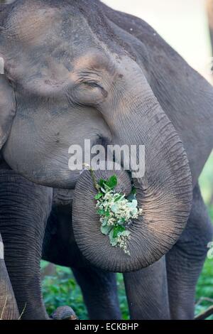 L'Inde, l'état du Karnataka, Nagarhole national park, réserve de tigre de Kabini, asiatique ou de l'éléphant d'Asie (Elephas maximus). Banque D'Images