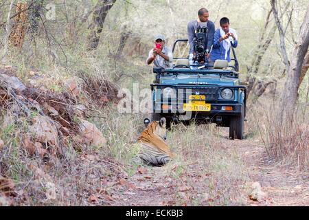 L'Inde, Rajasthan, le parc national de Ranthambore, tigre du Bengale (Panthera tigris tigris), reposant en face d'une jeep avec des cinéastes Banque D'Images