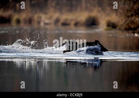 France, Alsace, Forêt du Rhin, le sanglier (Sus scrofa), traverser un bras d'eau Banque D'Images