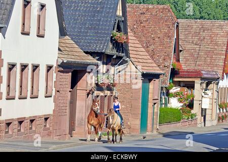 La France, Bas Rhin, Kirrwiller, chevaux de trait dans la rue Banque D'Images