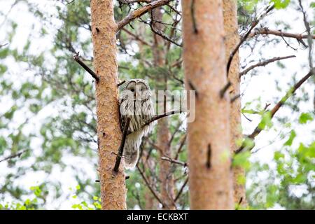 La Finlande, la région de Kuhmo, Kajaani, chouette de l'Oural (Strix uralensis), femelle adulte, perché sur un arbre Banque D'Images