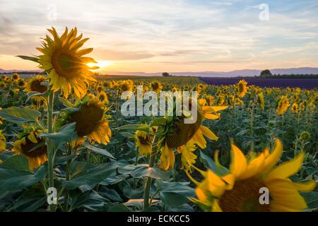 France, Alpes de Haute Provence, Parc Naturel Régional du Verdon (parc naturel régional du Verdon), plateau de Valensole, champ de tournesols en fleurs Banque D'Images