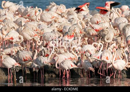 France, Camargue, grand flamant rose (Phoenicopterus roseus), colonie Fangassier Banque D'Images