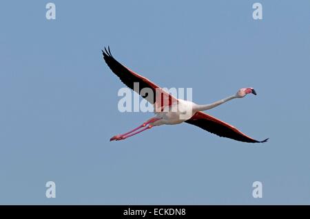 France, Camargue, grand flamant rose (Phoenicopterus roseus), en vol Banque D'Images