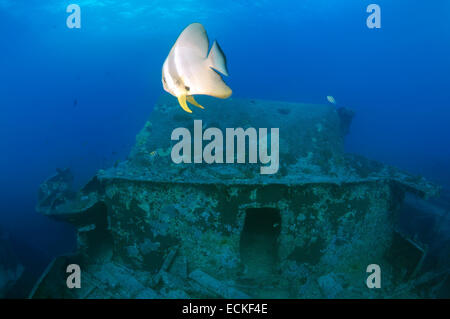 Platax teira, platax, requins requins spadefish, ou face ronde (Platax teira batfish) flottant au-dessus de shipwreck Thistlegorm Banque D'Images