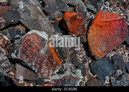 La France, l'île de la réunion, de Saint Philippe, le Grand Brûlé, la texture des roches de lave et de lichen Banque D'Images