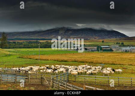 Royaume-uni, Ecosse, Glen Trium, Dalwhinnie, Loch Ericht, paysage, ferme et un troupeau de moutons dans un enclos sous un ciel d'orage Banque D'Images