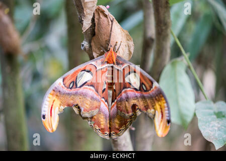 Le géant Atlas Attacus atlas moth, perché sur une branche Banque D'Images