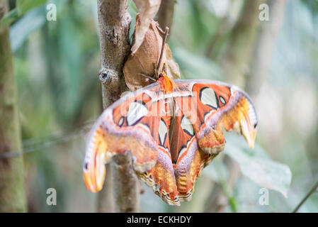 Le géant Atlas Attacus atlas moth, perché sur une branche Banque D'Images