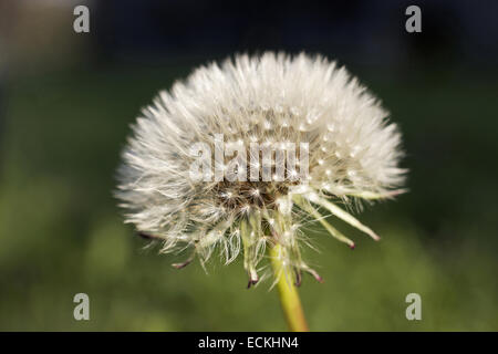 Taraxacum est une espèce de plantes de la famille des Astéracées. Nom commun signifiant 'pissenlit dent de lion' Banque D'Images