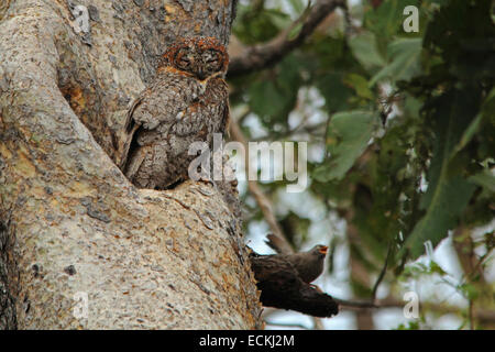 La Chouette rayée (Strix bois tacheté ocellata) est une espèce de grand hibou trouvés en Inde. Banque D'Images