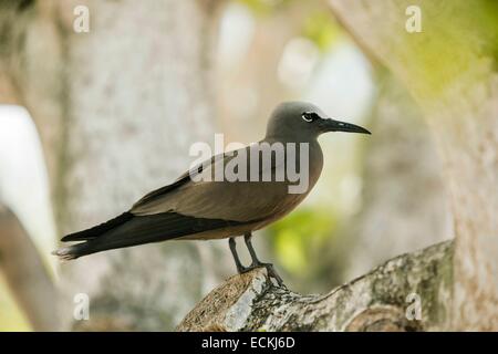 L'Ile Maurice, l'île Rodrigues, l'île aux Cocos (Cocos island), portrait d'un noddi brun (Anous stolidus) Banque D'Images