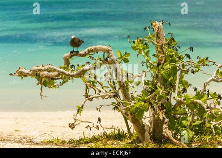 L'Ile Maurice, l'île Rodrigues, l'île aux Cocos (Cocos island), portrait d'un noddi brun (Anous stolidus) Banque D'Images