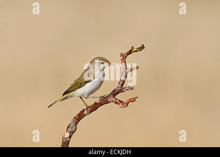 Western Bonelli's Warbler - Phylloscopus bonelli Banque D'Images