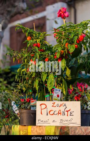 L'Italie, Lombardie, Milan, marché aux fleurs place Piazza San Marco Banque D'Images