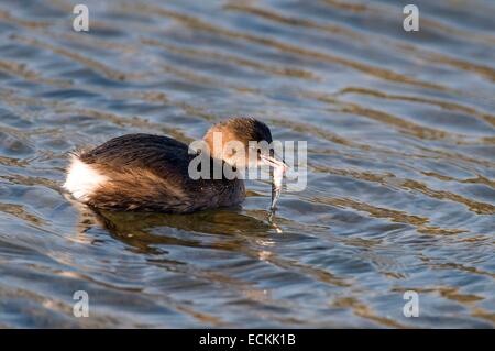 Grèbe castagneux (Podiceps ruficollis), avec des poissons Banque D'Images