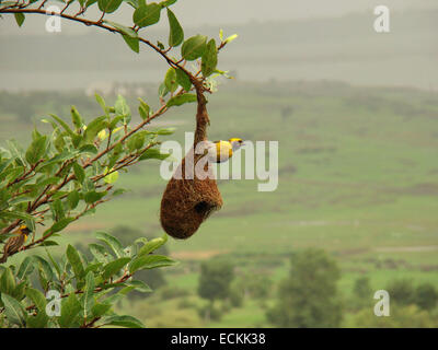 La baya weaver (Ploceus philippinus) est un weaverbird trouvés dans tout le sous-continent indien et en Asie du sud-est. Banque D'Images