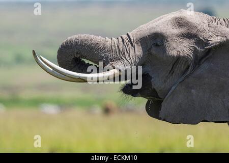 La réserve de Masai Mara, Kenya, Loxodonta africana, barrissements Banque D'Images