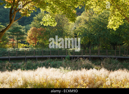 Chemin en bois avec des roseaux d'or à l'automne Banque D'Images