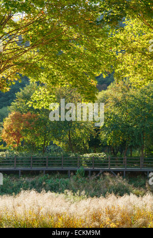 Chemin en bois avec des roseaux d'or à l'automne Banque D'Images