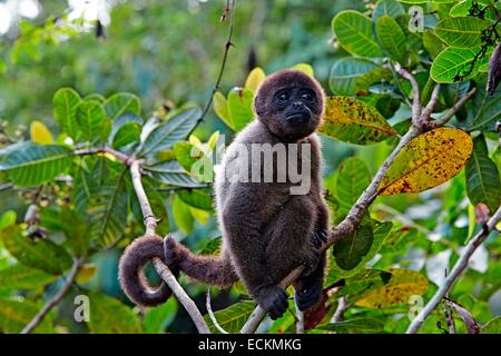 Le Brésil, l'état d'Amazonas, bassin du fleuve Amazone, singe laineux Brun, singe laineux commun (Lagothrix lagotricha), jeune bébé Banque D'Images