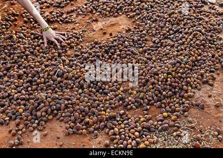 Maroc, région du Souss, Tadrart, les graines récoltées argan Banque D'Images