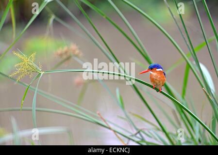 La réserve de Masai Mara, Kenya, Kingfisher ou martin-pêcheur huppé (Corythornis cristatus) à l'affût Banque D'Images