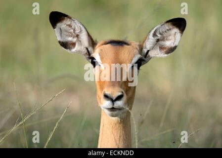 La réserve de Masai Mara, Kenya, l'Impala (Aepyceros melampus) female portrait Banque D'Images