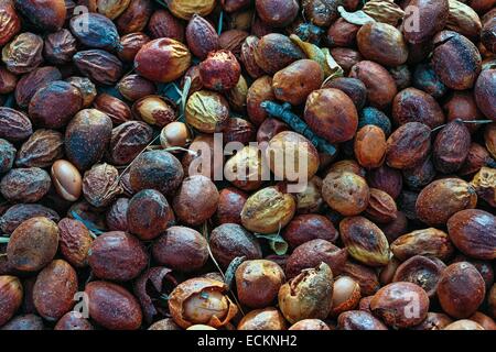 Maroc, région du Souss, Tadrart, la texture de l'argan graines moissonnées Banque D'Images