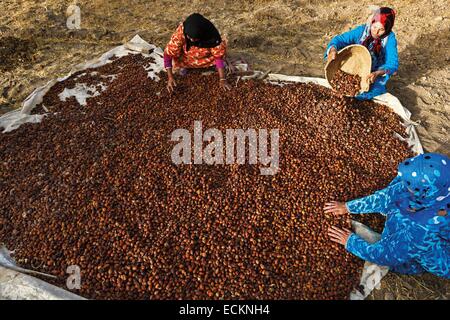 Maroc, région du Souss, Tadrart, les femmes préparer le séchage des graines récoltées à l'extérieur d'argan Banque D'Images