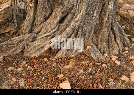 Maroc, région du Souss, Tadrart, texture du tronc de l'arganier Banque D'Images