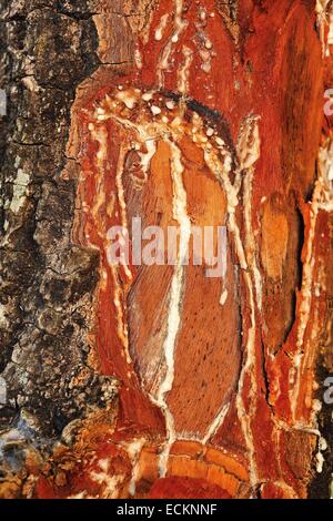 Le Burkina Faso, Bobo Dioulasso, Toussiana, la texture du tronc de l'arbre de karité Banque D'Images