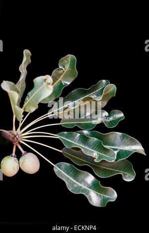 Le Burkina Faso, Bobo Dioulasso, Toussiana, fruits de l'arbre de karité Banque D'Images