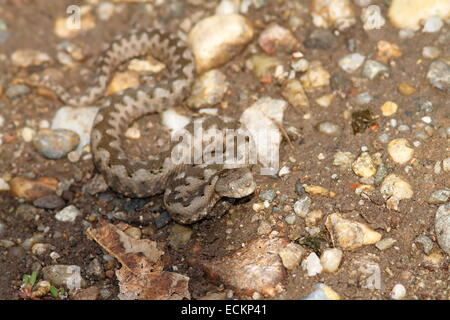 Petit Vipera ammodytes sur du gravier, de la préparation à la grève ( Vipera ammodytes ) Banque D'Images