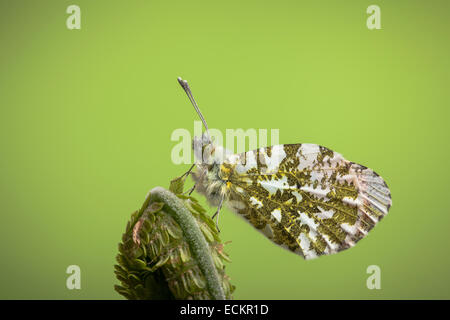 Orange-tip butterfly Anthocharis cardamines, homme, dans le Yorkshire, Mai Banque D'Images