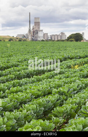 Domaine de choux cultive près de la centrale nucléaire de Torness, Lothian, Ecosse Banque D'Images