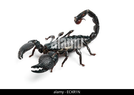 Scorpion empereur, Pandinus imperator, sur fond blanc Banque D'Images