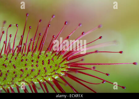 Cape sundew Drosera capensis, une plante insectivore, à partir de l'Afrique australe Banque D'Images