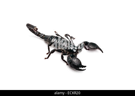 Scorpion empereur, Pandinus imperator, sur fond blanc Banque D'Images