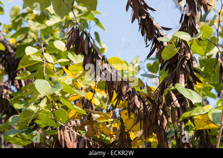 Les haricots secs de judas tree à l'automne Banque D'Images