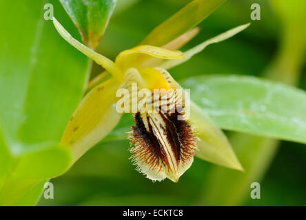 Jaune ocre Coelogyne Coelogyne fuscescens - Orchidée du Népal, l'Inde, le Sikkim, le Bhoutan, la Birmanie, la Chine et le nord-est de Thai Banque D'Images