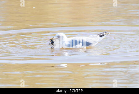 Goéland argenté Larus argentatus, pêche au crabe Banque D'Images