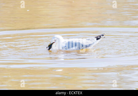 Goéland argenté Larus argentatus, pêche au crabe Banque D'Images