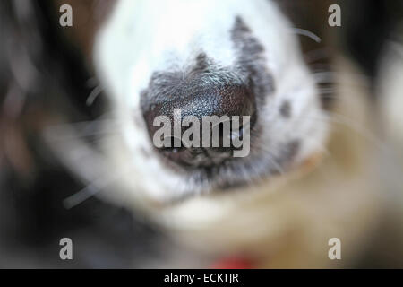Un gros plan ou macro shot d'un Colley noir et blanc chiens Épagneul croisé avec un nez Banque D'Images