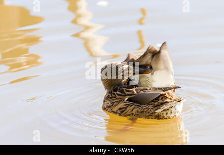 Mallard, ana platyrhynchos natation dans l'eau Banque D'Images