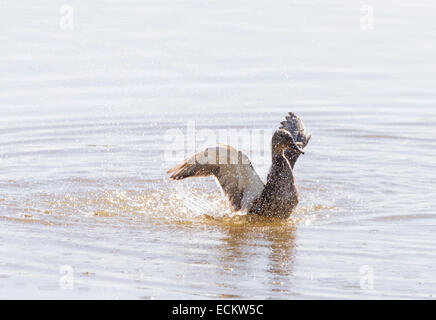 Mallard, ana platyrhynchos natation dans l'eau Banque D'Images