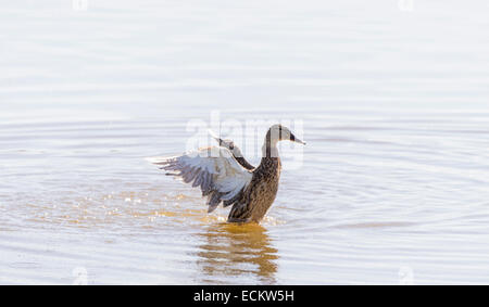 Mallard, ana platyrhynchos natation dans l'eau Banque D'Images