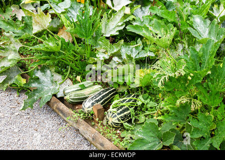 Les courges (Cucurbita) (Latin pour gourd) croissant dans un potager dans un jardin Banque D'Images