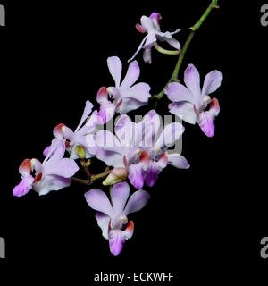 Rose belle orchidée terrestre, Doritis pulcherrima, isolé sur un fond noir Banque D'Images